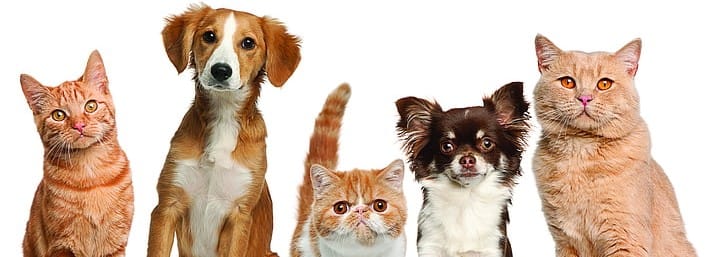 Three cats and two dogs posing for the camera - PurrWoof Store